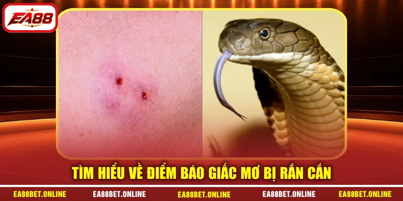 Tìm hiểu về điểm báo giấc mơ bị rắn cắn